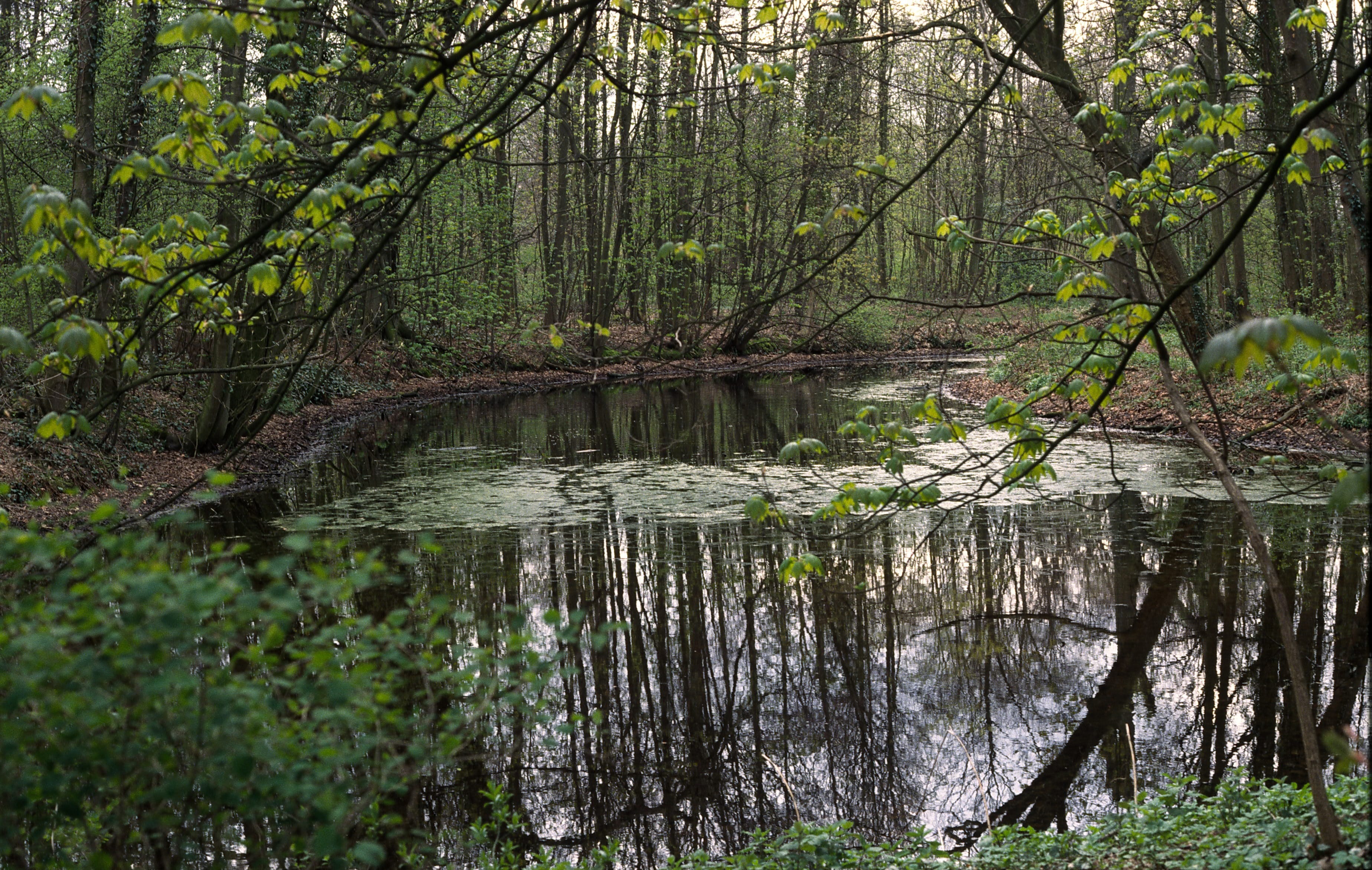 Veel te vertellen over geschiedenis Bennebroek bos