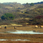 Kennemerduinen stille wandeling