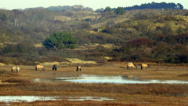 Kennemerduinen stille wandeling