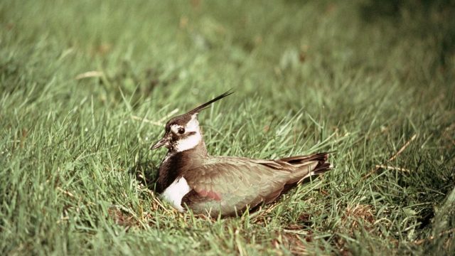 Alternatieve wandelroutes in broedseizoen weidevogels