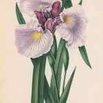Japanse Iris Zwarte Tulp Nederlandse Flora