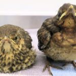 jonge vogels vogelhospitaal haarlem