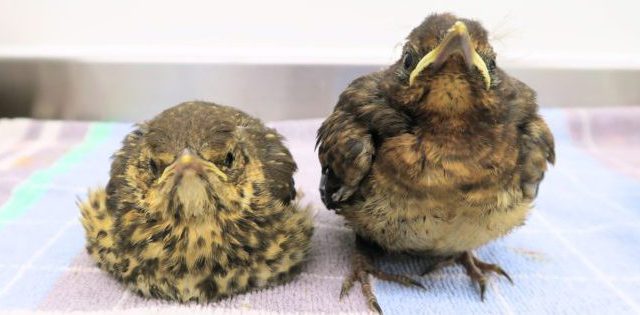 jonge vogels vogelhospitaal haarlem