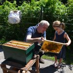 honingslingeren en bijen