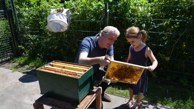 honingslingeren en bijen