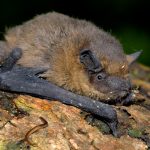 's Avonds nemen vleermuizen het bos over