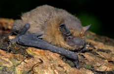 's Avonds nemen vleermuizen het bos over