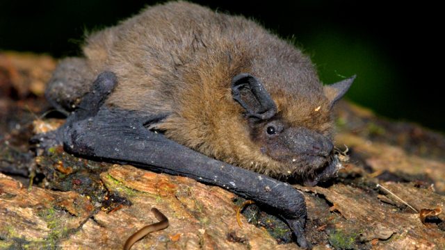 's Avonds nemen vleermuizen het bos over