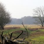 Heide-excursie in mooi duinengebied echte aanrader