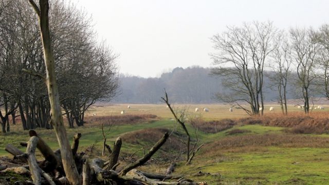 Heide-excursie in mooi duinengebied echte aanrader