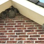 Nestlocaties van de huiszwaluw tellen, doe je mee?