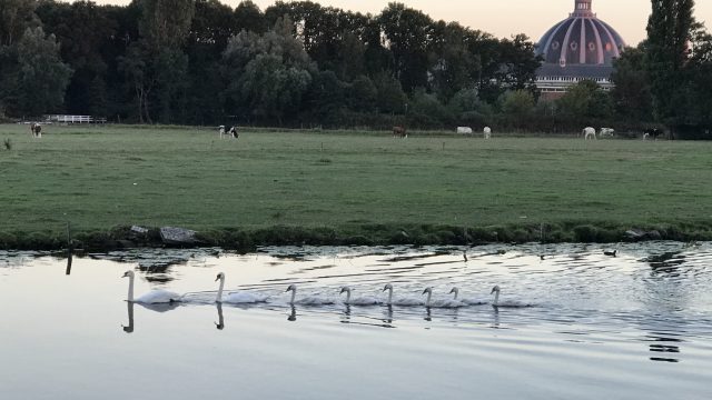 Idylle met zwanen