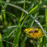 ecosysteem biodiversiteit