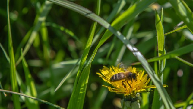 ecosysteem biodiversiteit