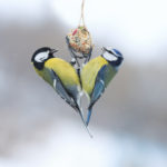 Koolmees Pimpelmees vogelbescherming