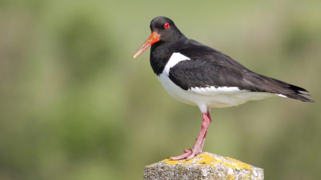 12_2018_scholekster_minder_weidevogels