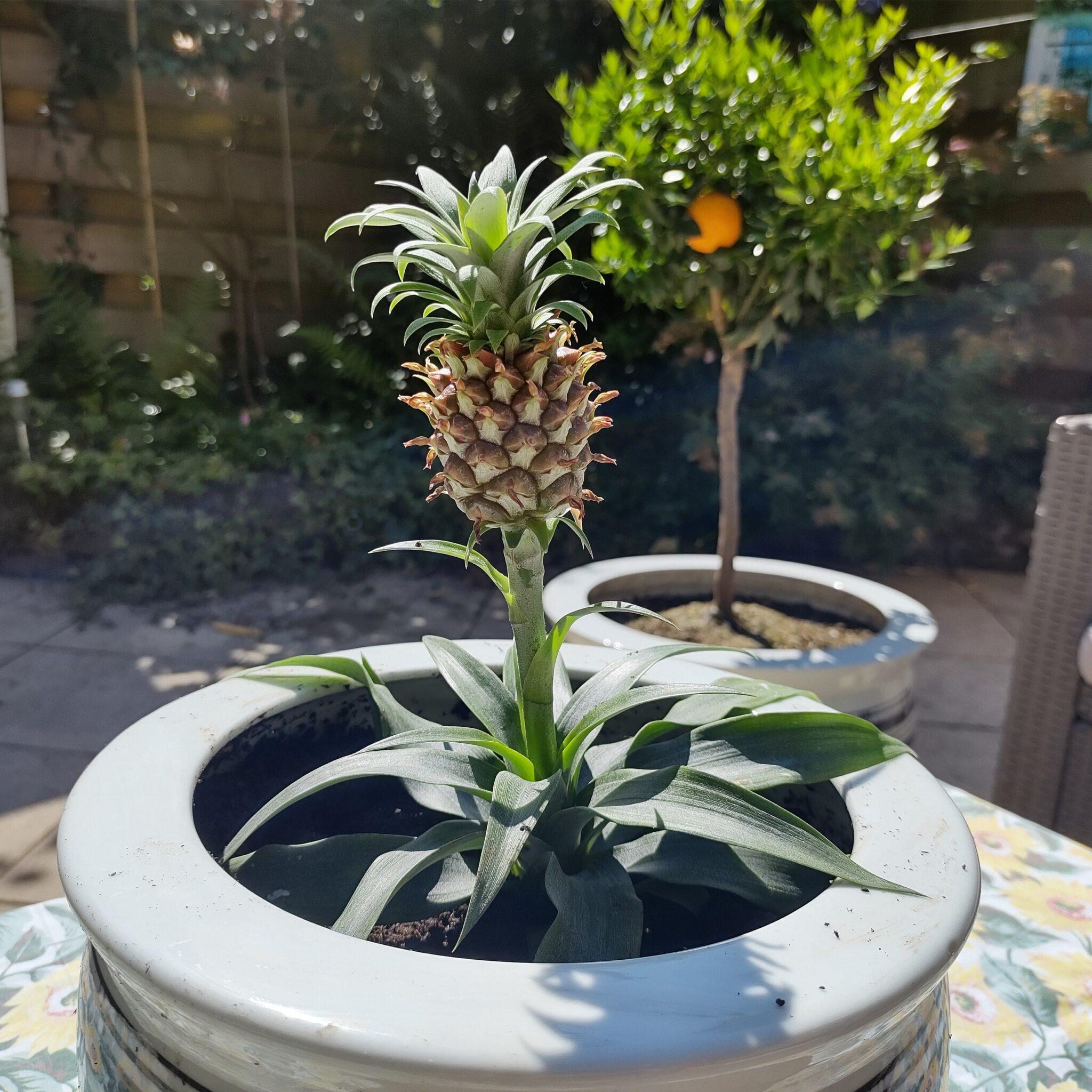 Ken uw tuin: de exotische ananasplant, een zon- en warmteaanbidder - De  Heemsteder | Bloemendaler