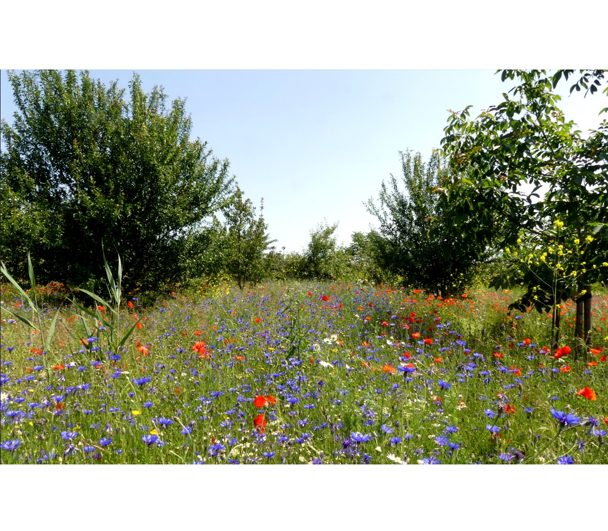 Bloemenweidefietstocht in Heemstede en Hoofddorp