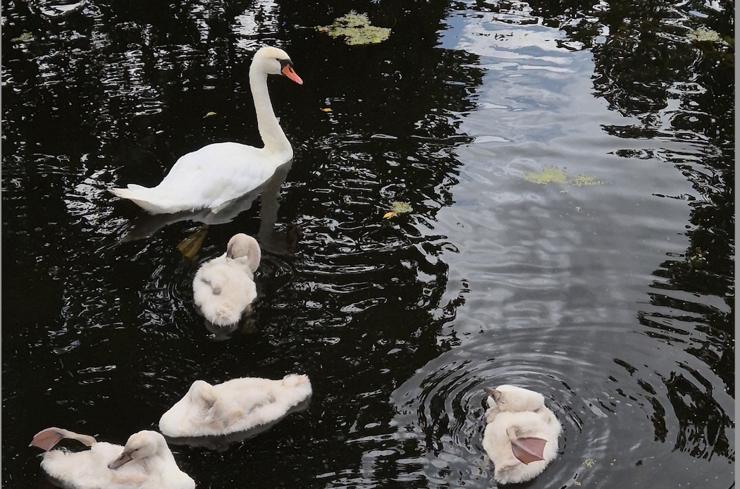 Familie Zwaan poetst zich op
