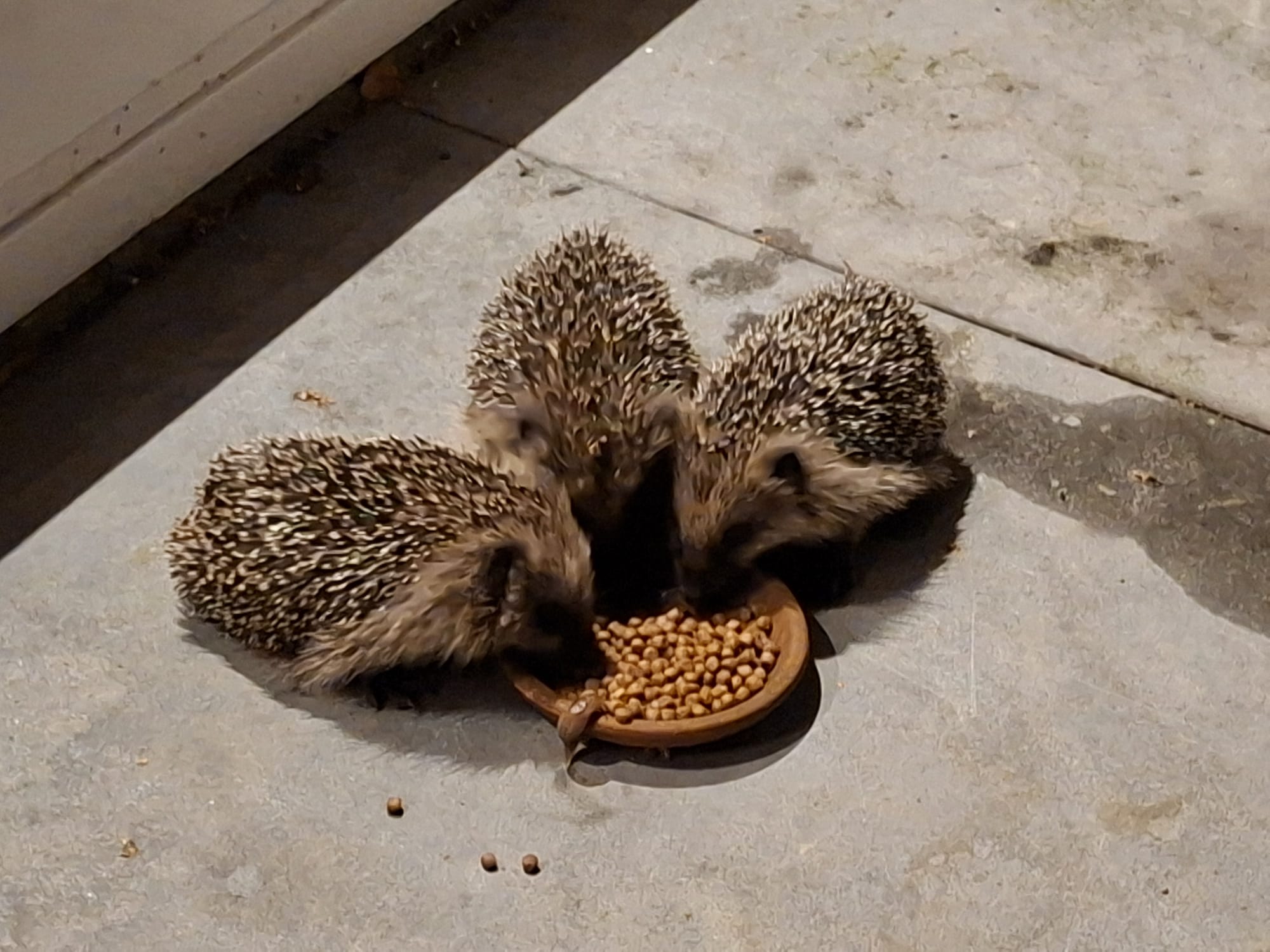 Lezersfoto: onze ‘nieuwe huisdieren’