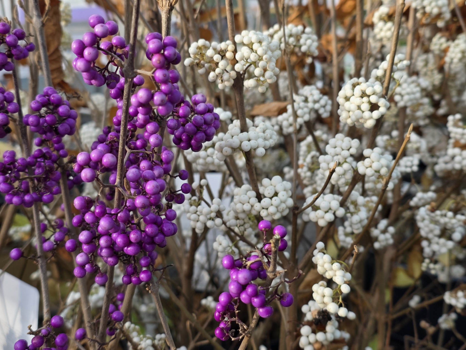 Schoonvrucht: charme van het subtiele soort