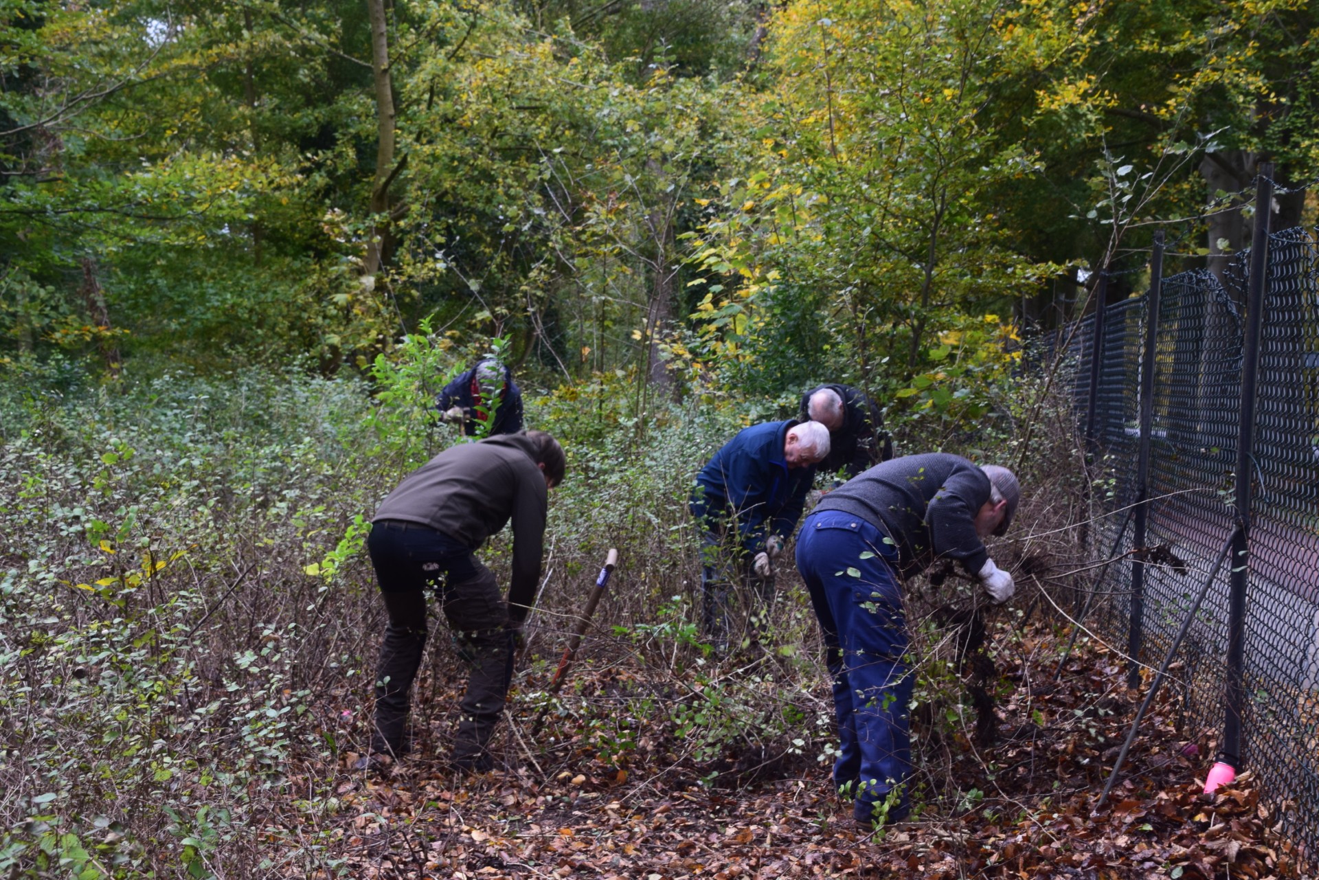 Bosbeheer en alzheimer: een mooie combinatie