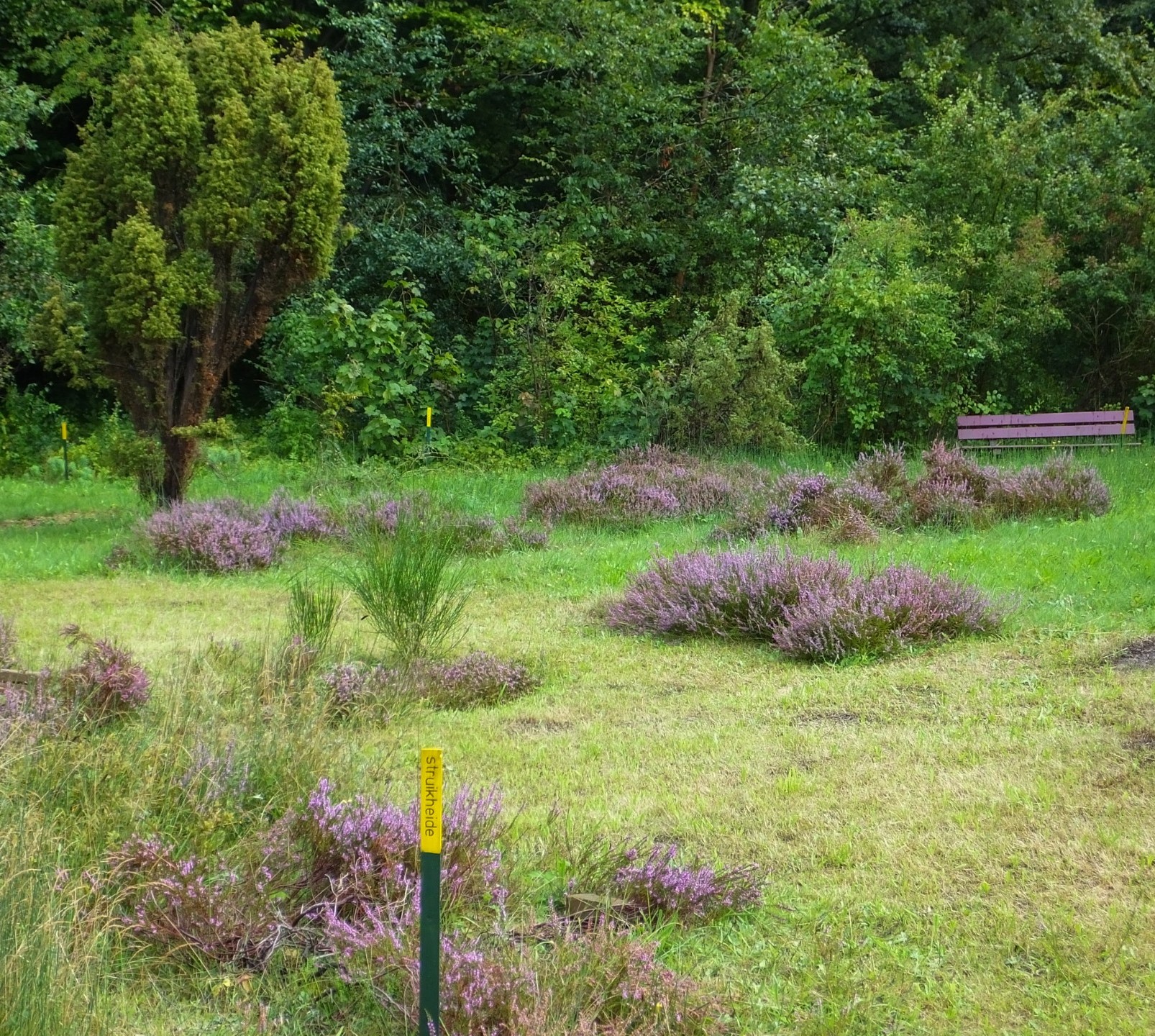 Is heide in Bloemendaal mogelijk?