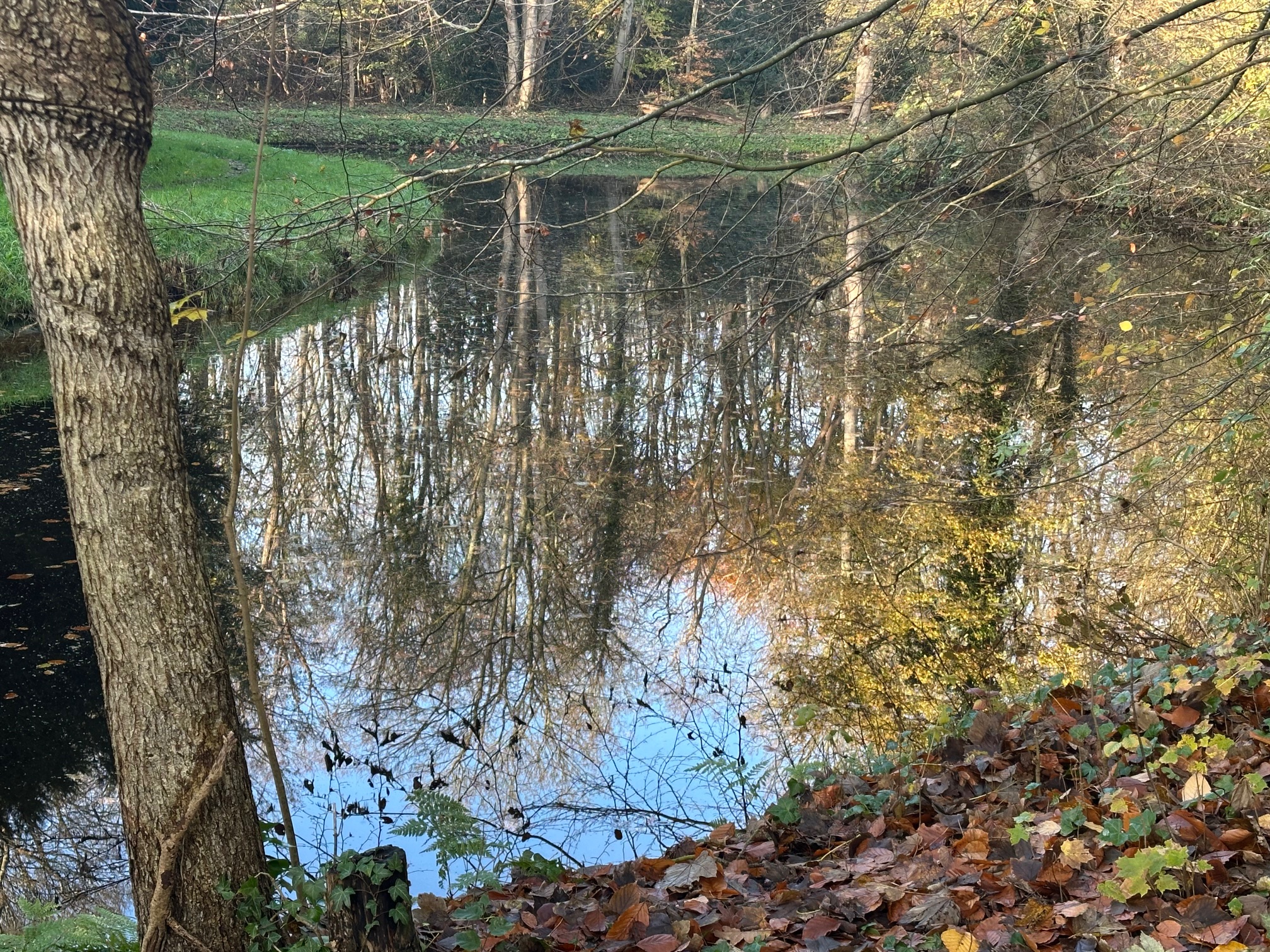 Het Bennebroekbos, waar ooit een freule woonde