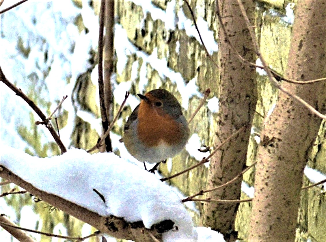 Koude en barre tijden: denk aan onze gevleugelde vrienden