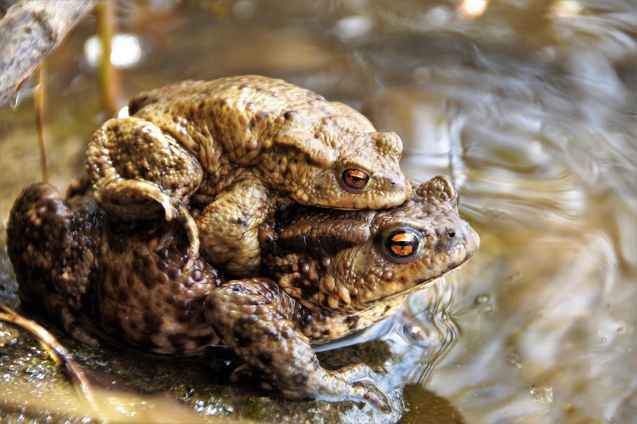 Vrijwilligers gevraagd amfibieën te beschermen