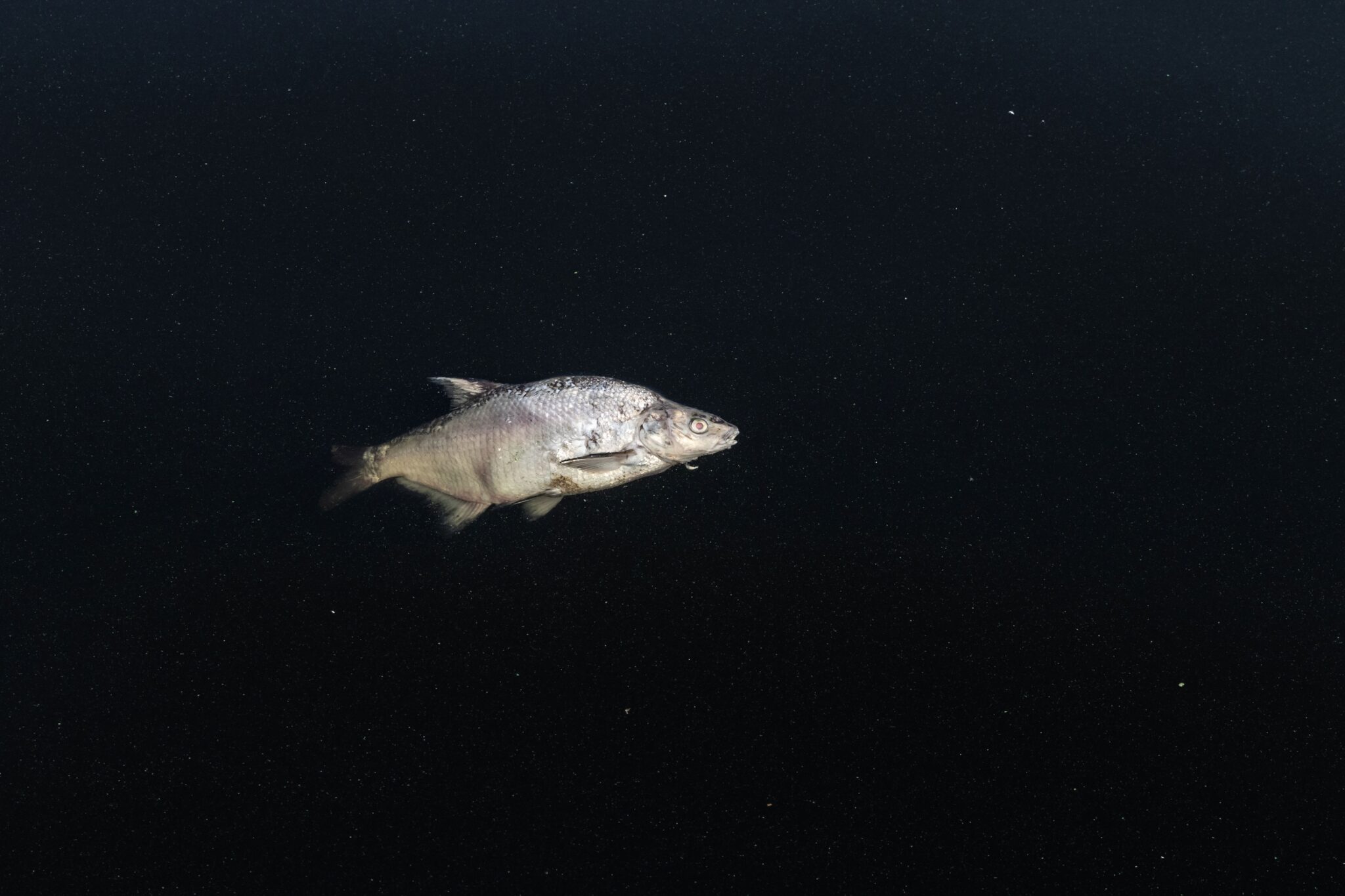 Precieze oorzaak vissterfte Ringvaart (2025) niet vastgesteld