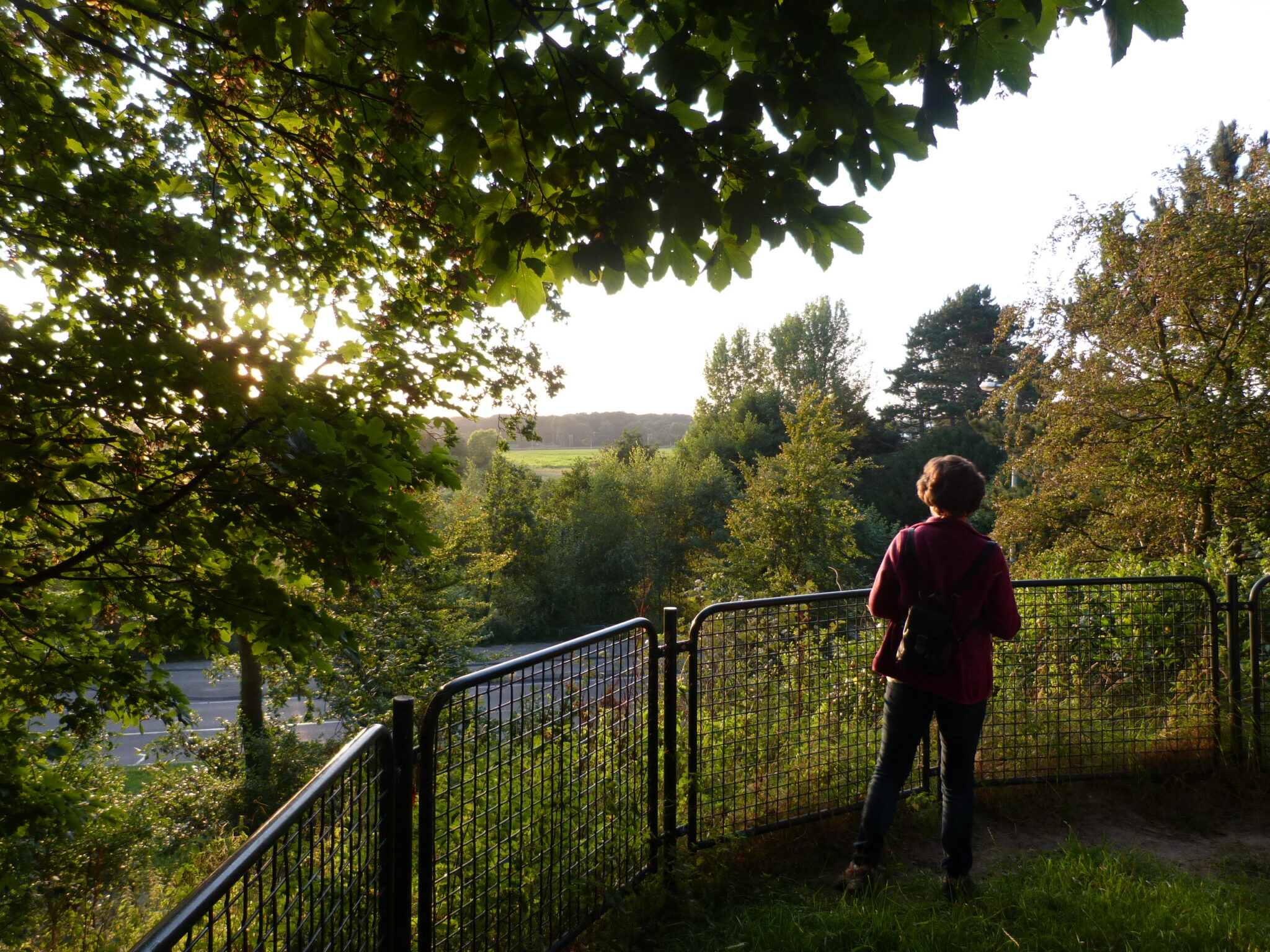 Avondwandeling in bos Groenendaal