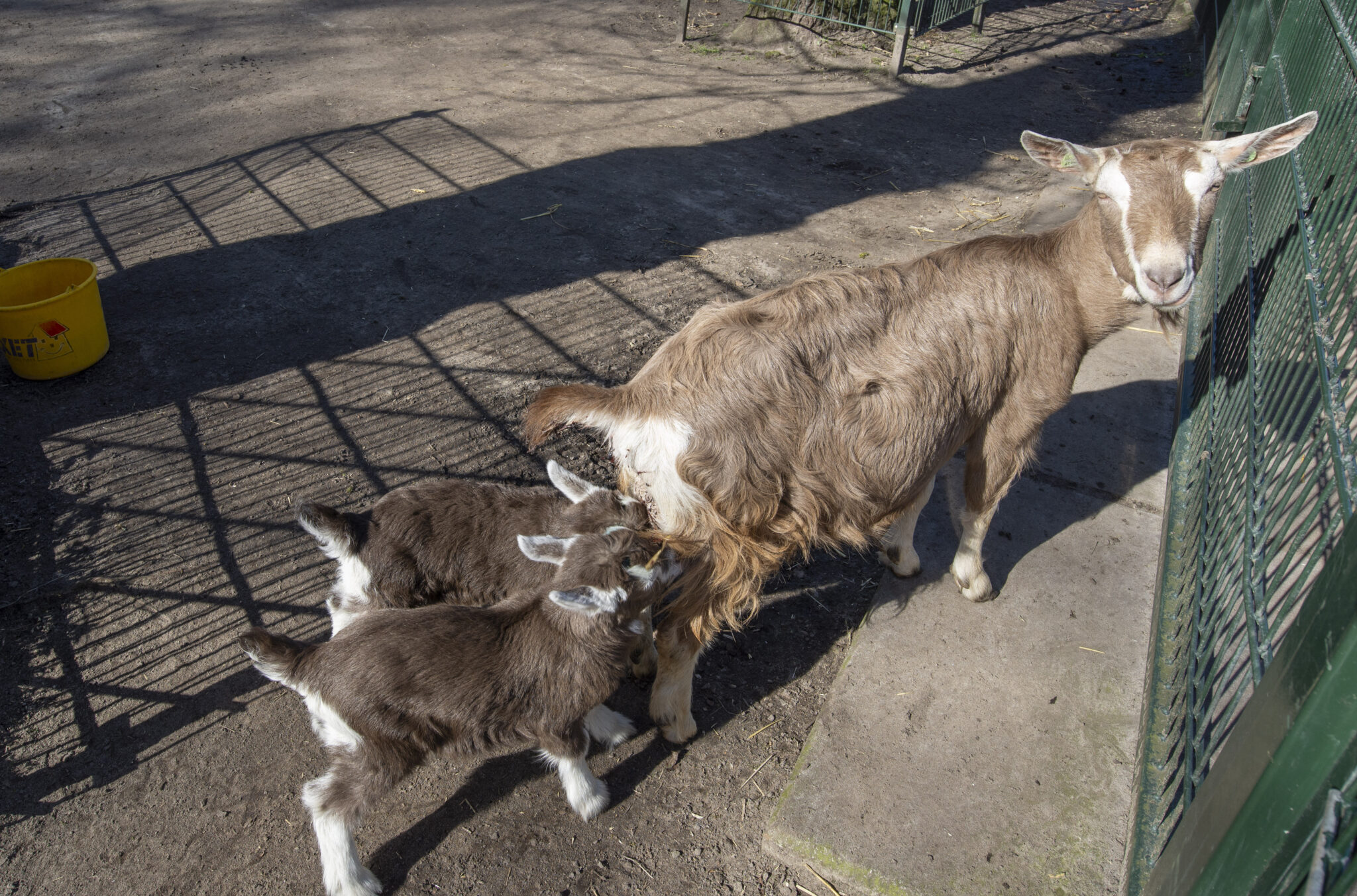 Eerste twee geitjes geboren bij kinderboerderij ’t Molentje