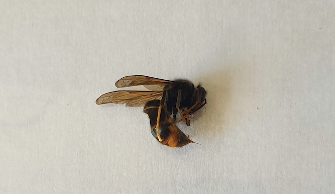 Hulp bij zoektocht koninginnen Aziatische hoornaars