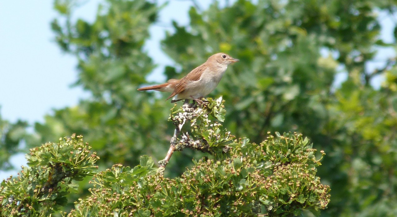 Op zoek naar de nachtegaal: ‘Verrekijker mee!’