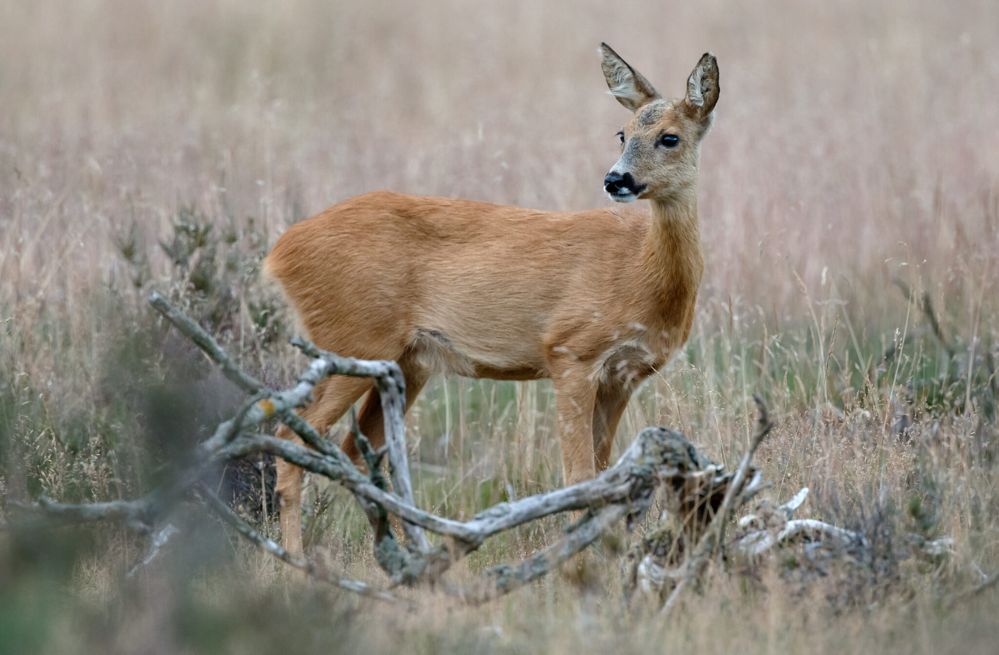 Speuren naar reeën op Buitenplaats Leyduin