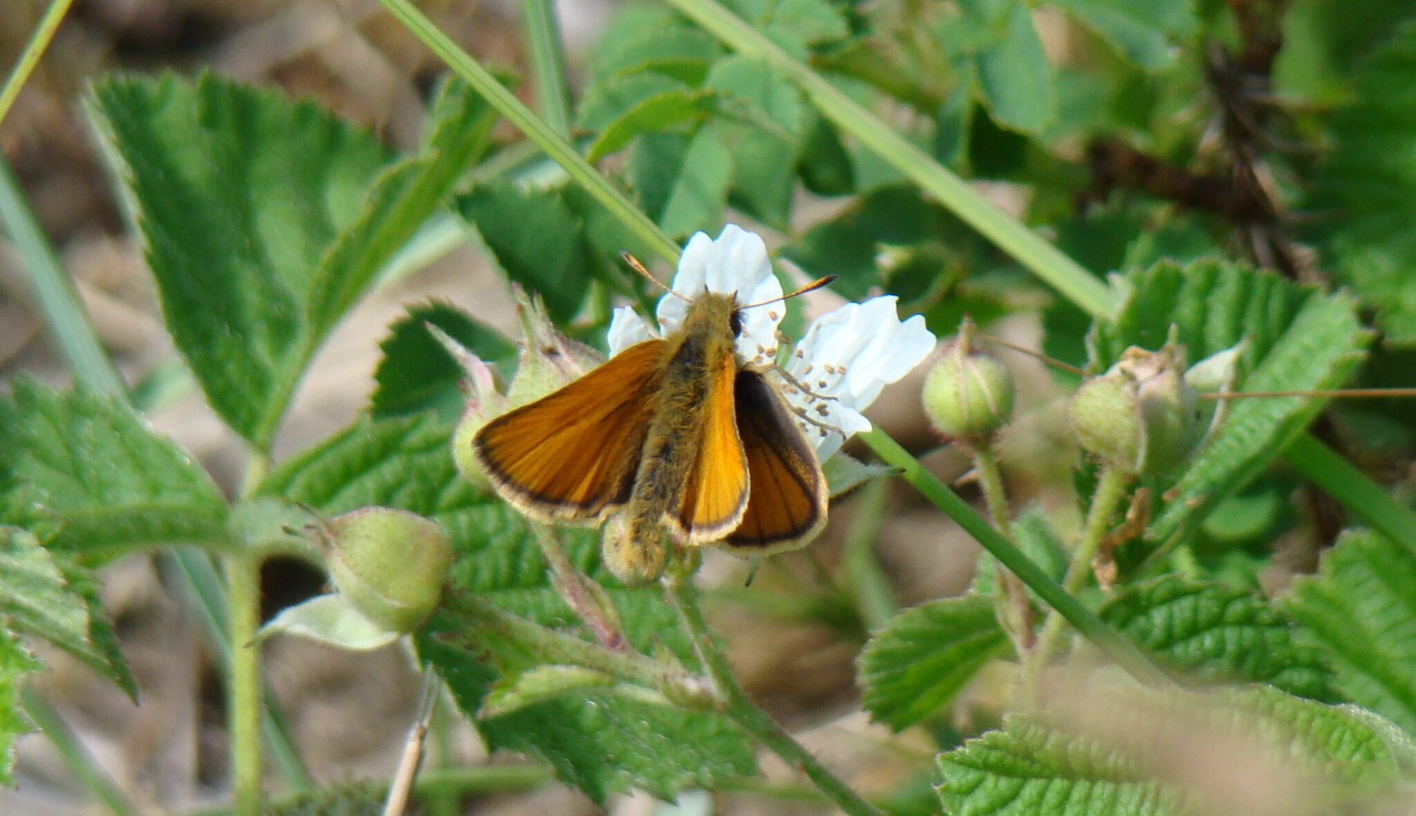Vlinderexcursie in Middenduin
