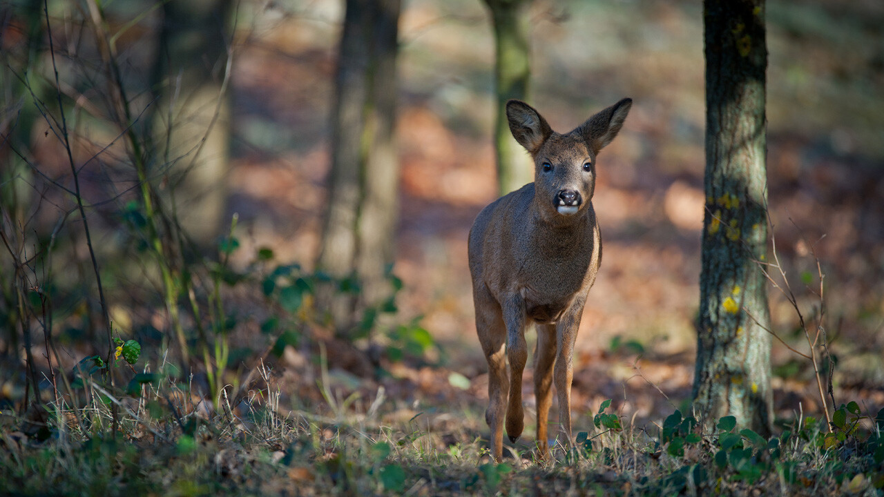 Reeën spotten op buitenplaats Leyduin
