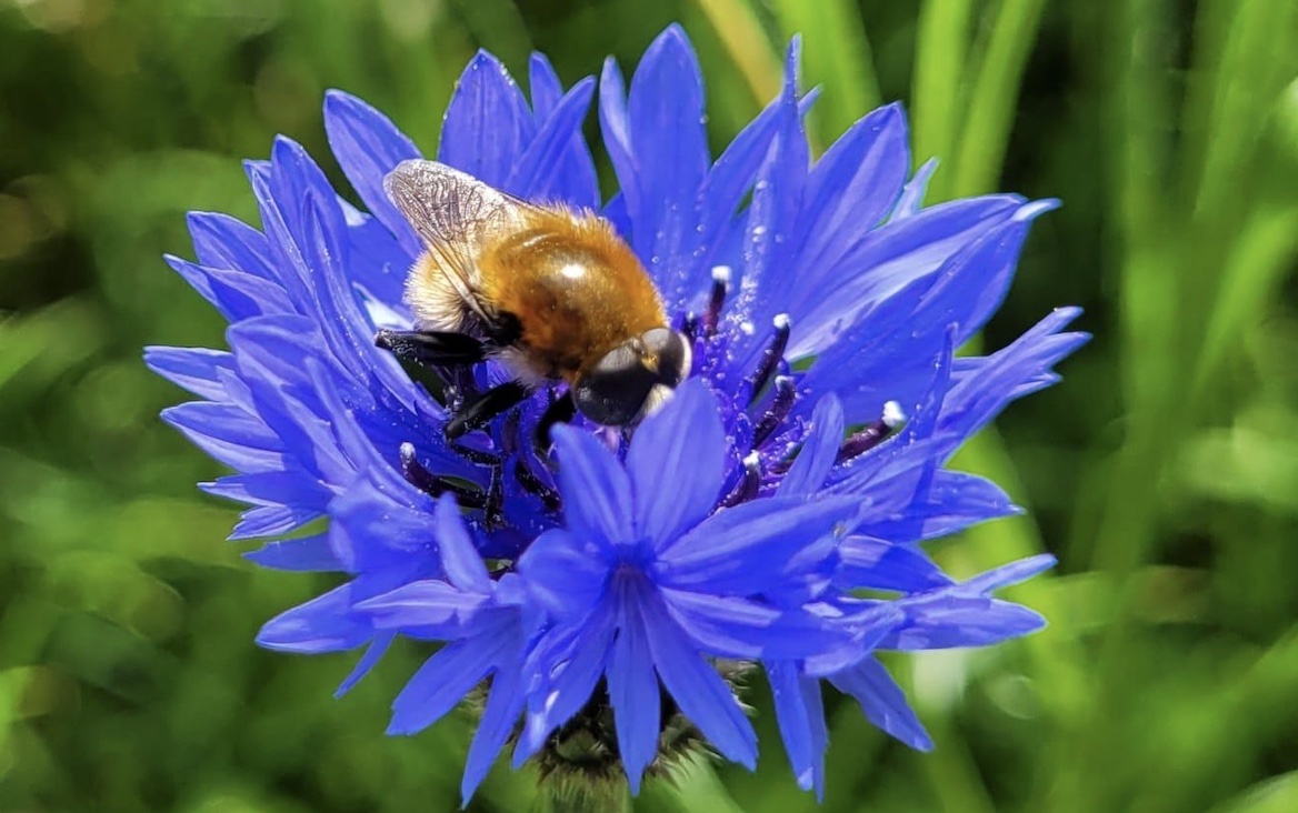 Wie herkent de meeste bloemenquiz