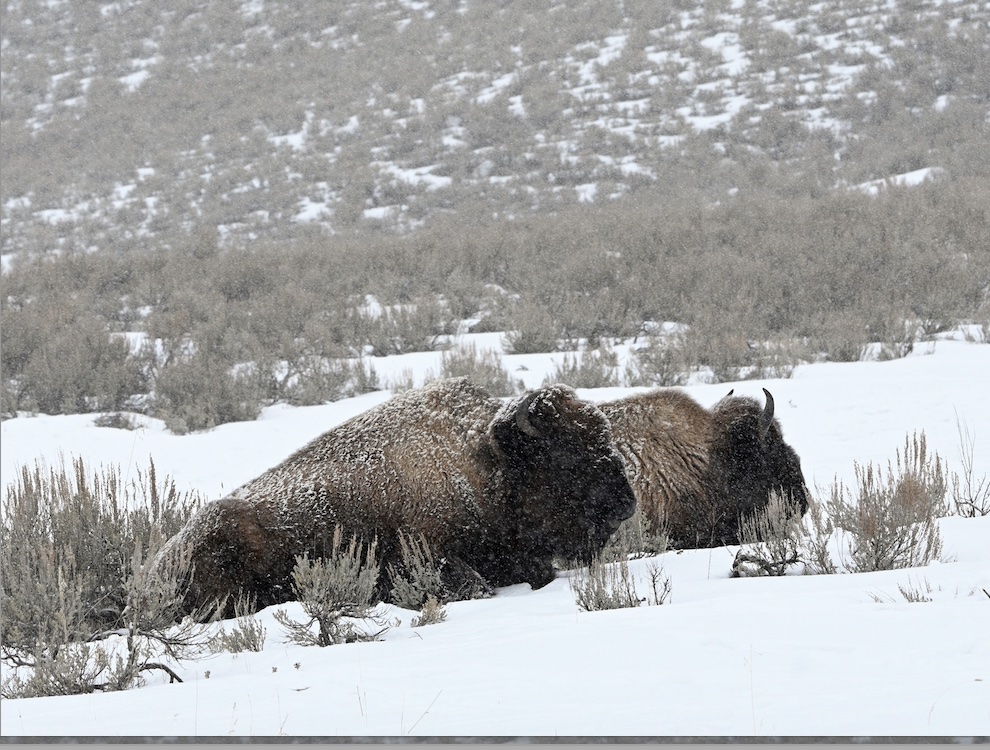 Een winterse reis door Wyoming