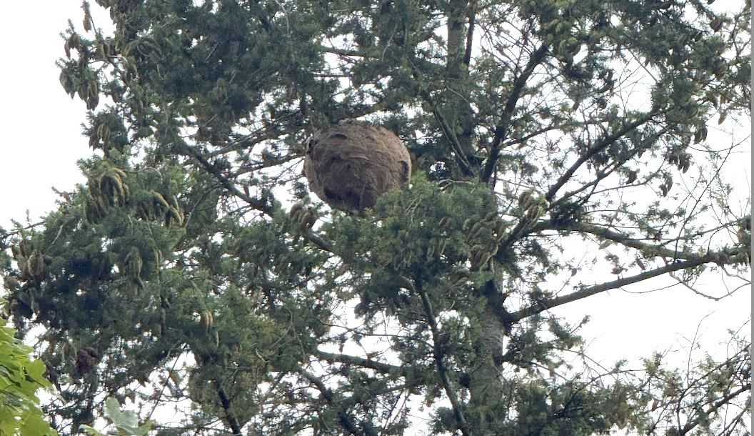 Nesten Aziatisch hoornaars zo groot als een skippybal
